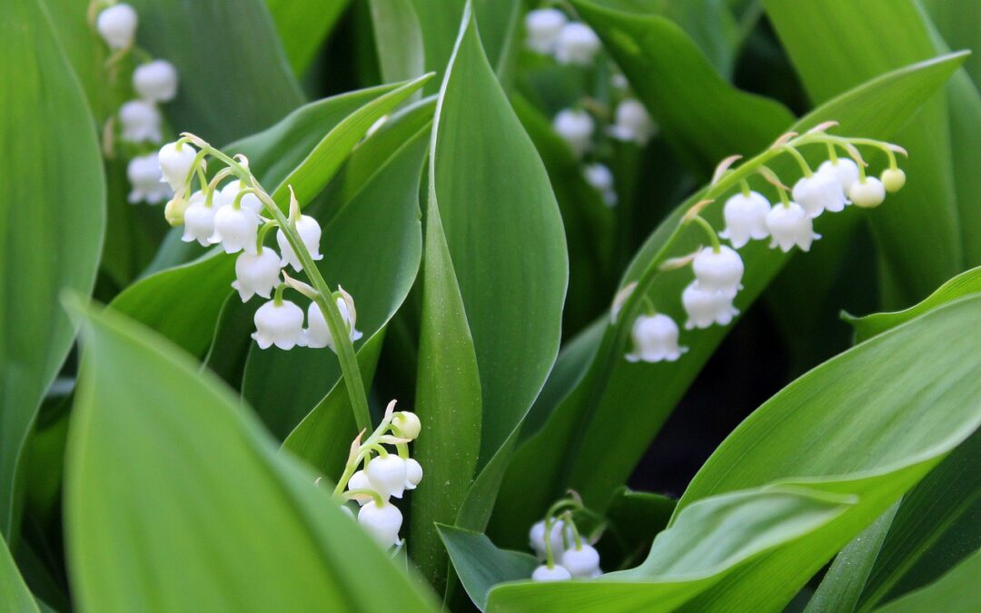 Kalendarium Literackie – maj 2024