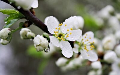 Kalendarium – Maj 2025
